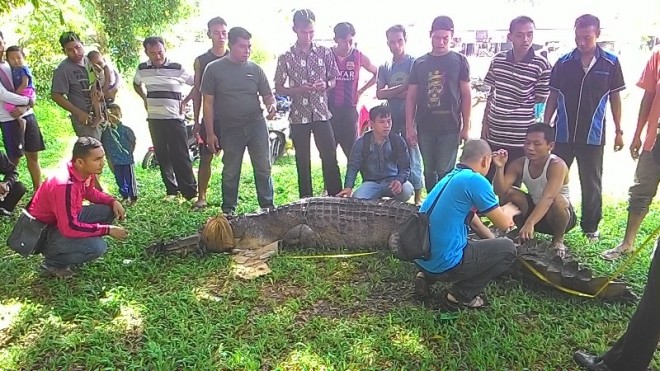 Buaya Muara yang diamankan warga Tebo